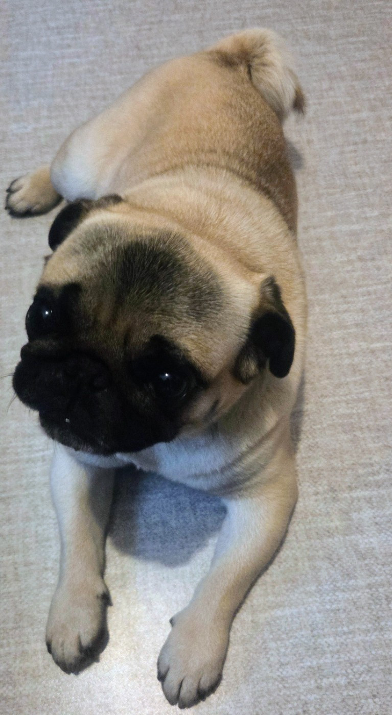 SHOW MUST GO ONE Des P'tits Loups De L'Alzou