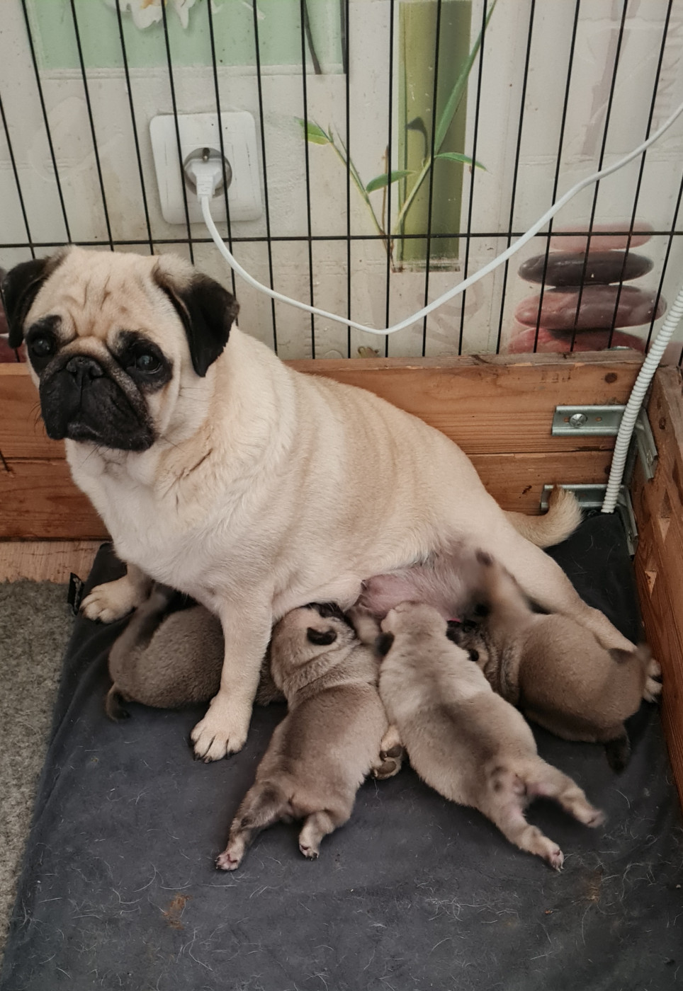 Chiot Carlin Des P'tits Loups De L'Alzou